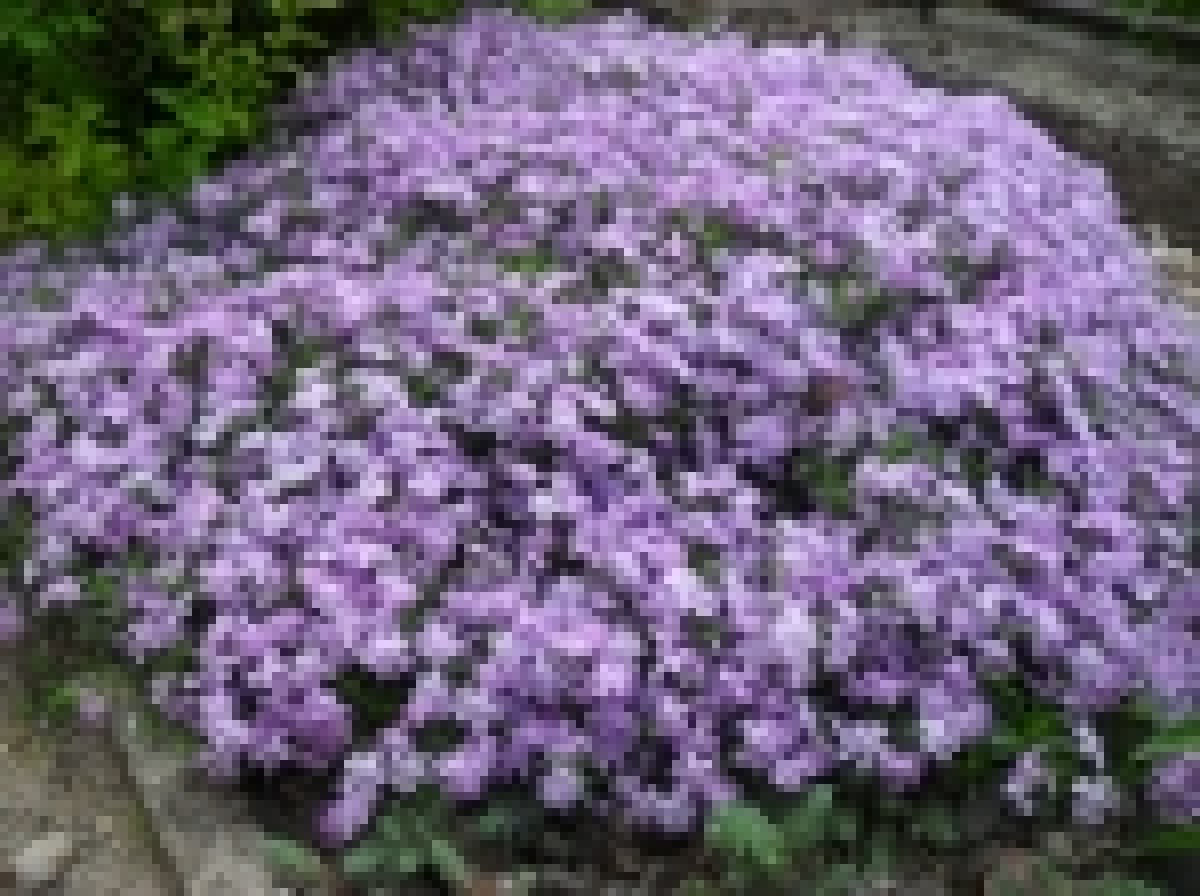 Phlox___plamenka_5120df08c72e9_150x150